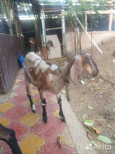 Нубийские козлята