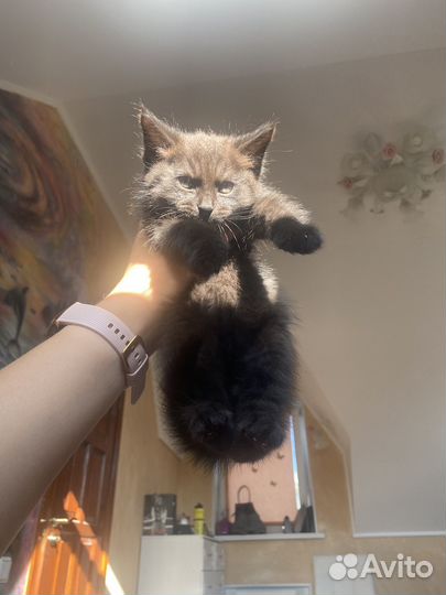 Котята черные в добрые руки