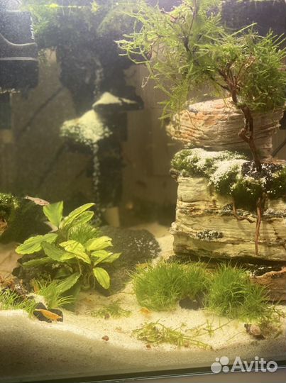 Дизайн аквариумов