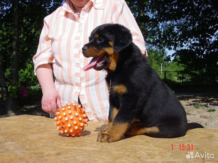 Помощь владельцам собак