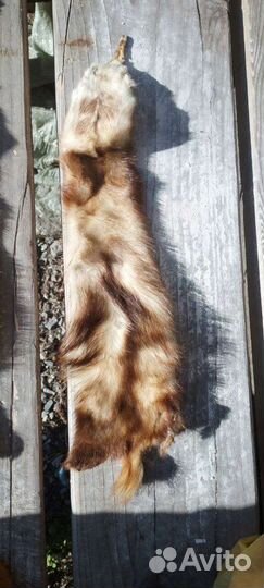 Шкуры выделанные лисы, писца и еще когото)