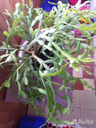 Цветок декабрист