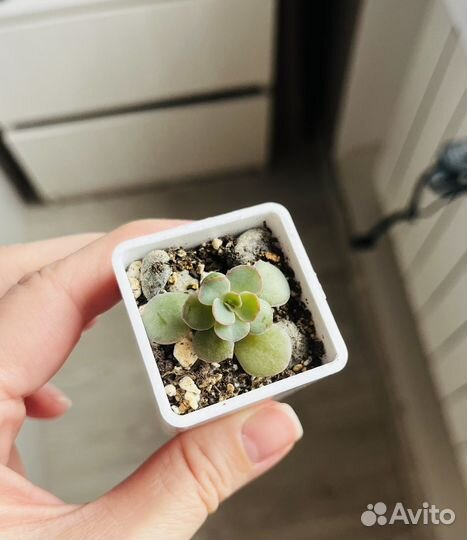 Суккуленты