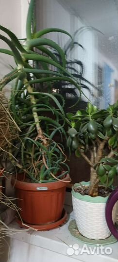 Цветочки комнатные