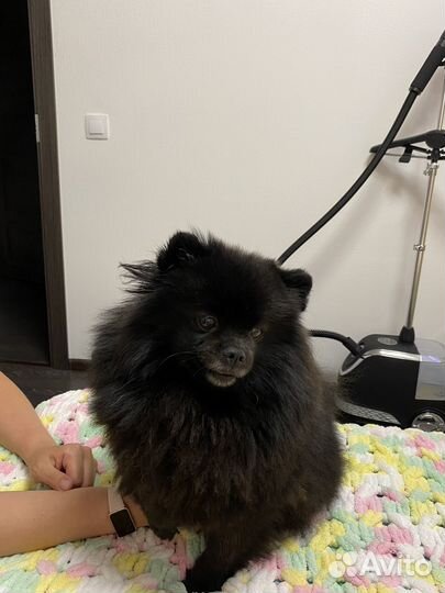 Груминг собак