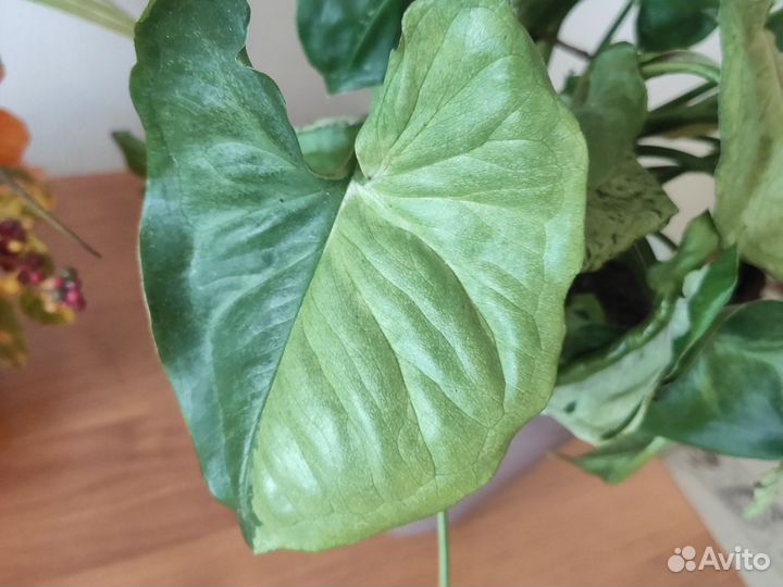 Сингониум серый призрак