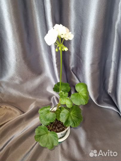 Цветы комнатные