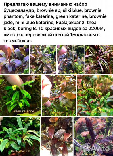 Аквариумные растения Буцефаландры