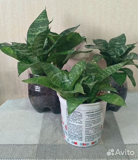 Сансевиерия