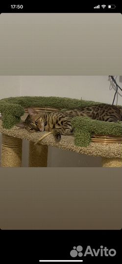 Бенгальская кошка вязка