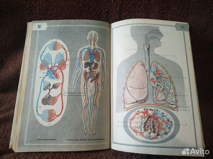 Учебник СССР по анатомии 8 класс