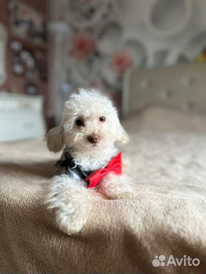 Микро мальчик мальтипу