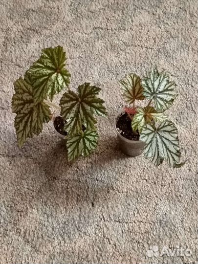 Комнатные цветы