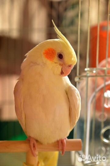 Попугай корелла