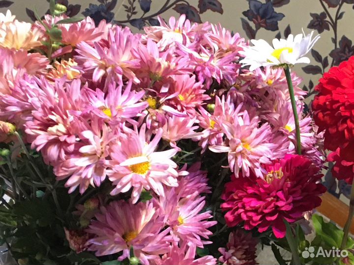 Хризантема кустовая саженцы