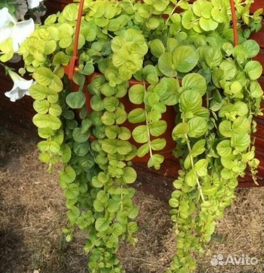 Вербейник монетчатый и Будра вариегатная