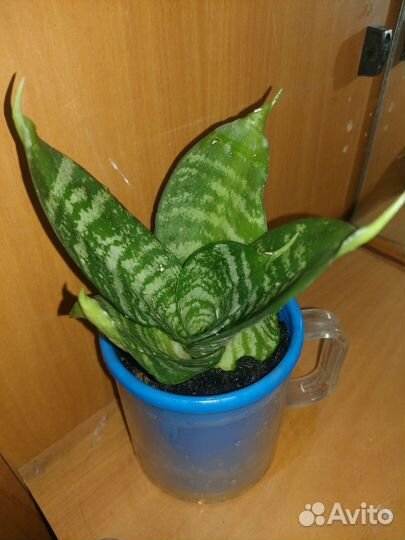 Сансевиерия