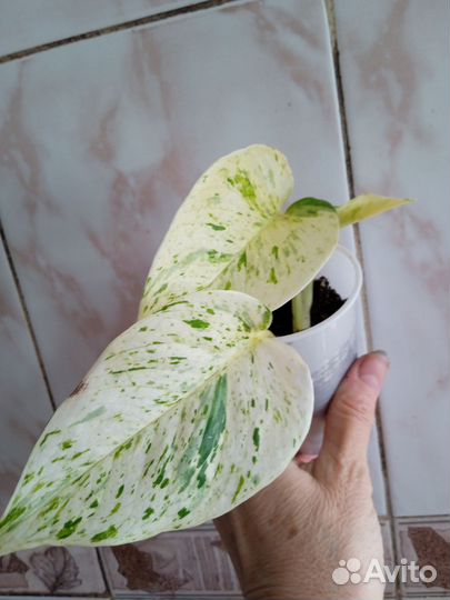 Эпипремнум