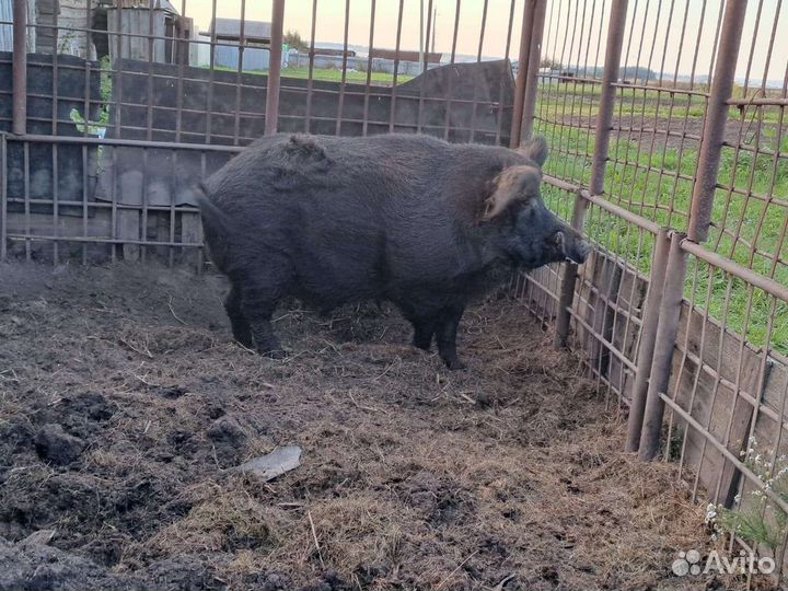 Дикий кабан