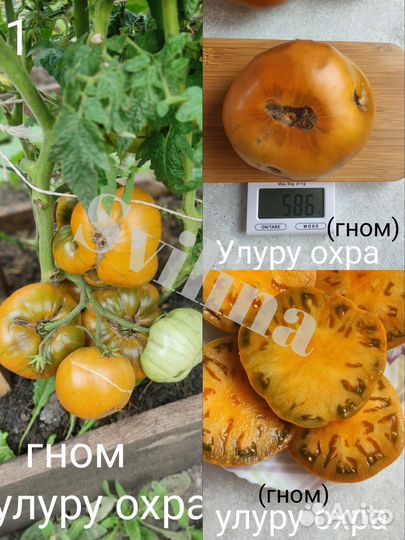 Семена томатов