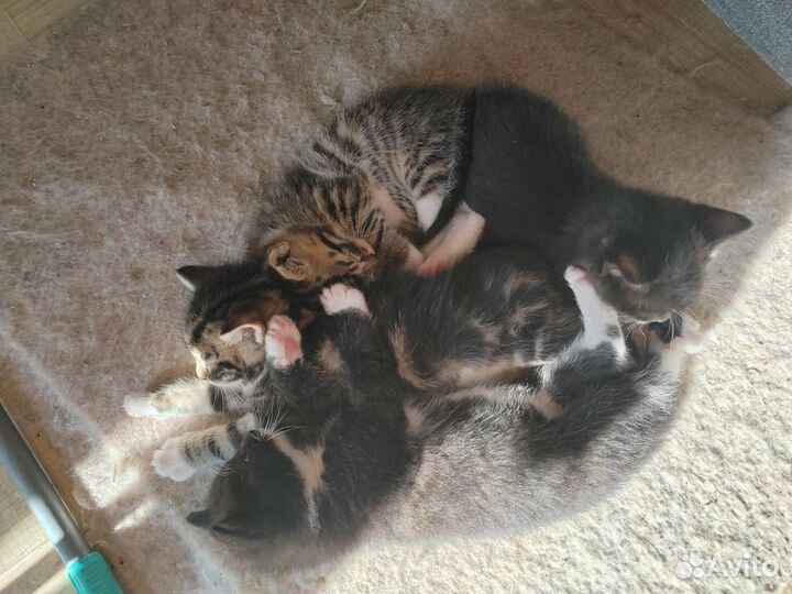 Котята в добрые руки