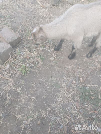 Козлята Ламанчи