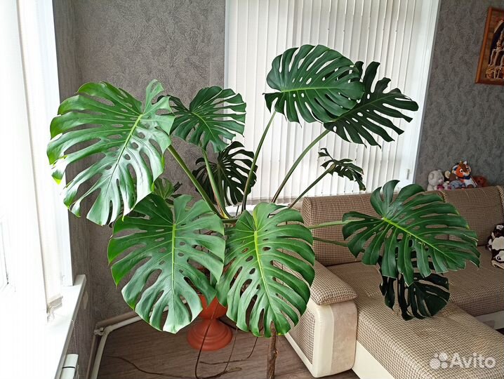 Цветок Монстэра