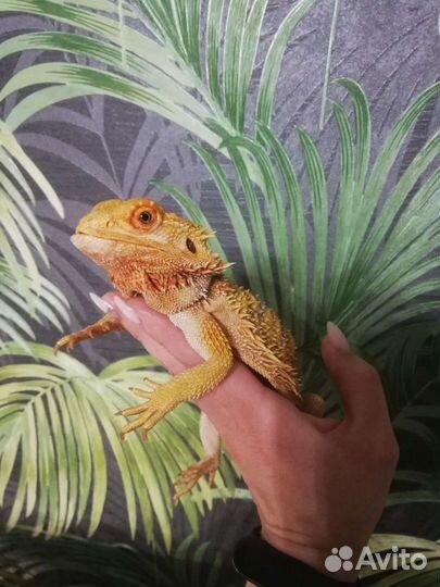 Домашняя передержка