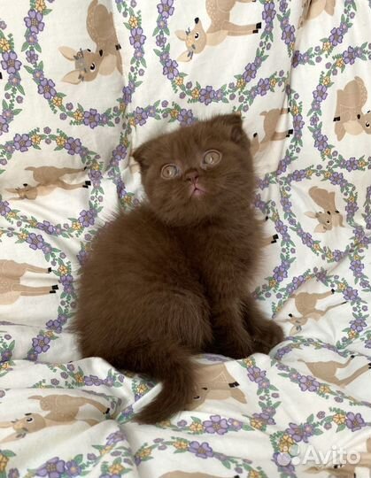 Шотландская вислоухая шоколадка