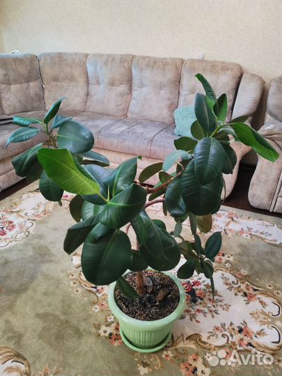 Продам фикус