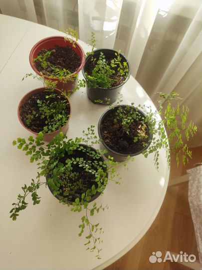 Адиантум венерин волос