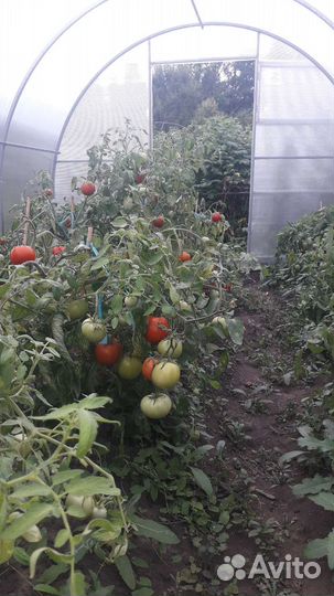 Семена томатов СССР
