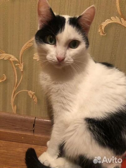 Изящную красавицу