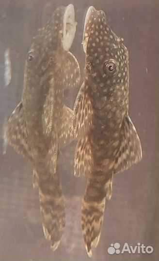 Растения,креветки,сомики,улитки