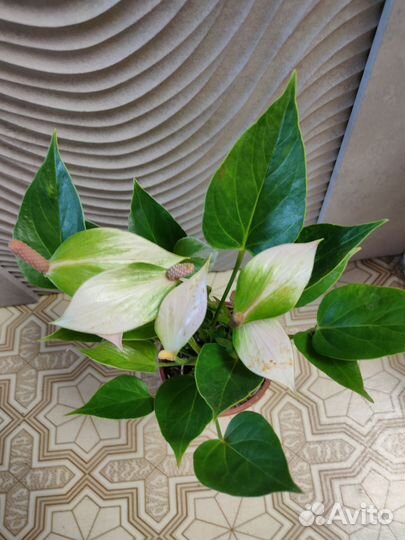 Антуриумы сортовые