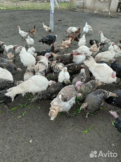 Индюки, утки