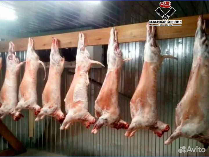 Мясо баранина тушка