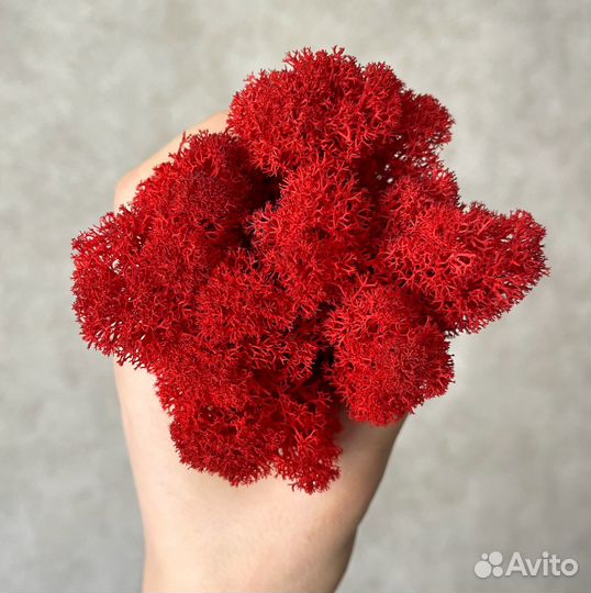 Стабилизированный Мох, Красный