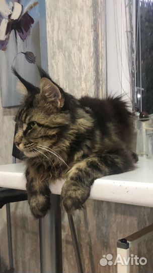 Котята Мейн-кун