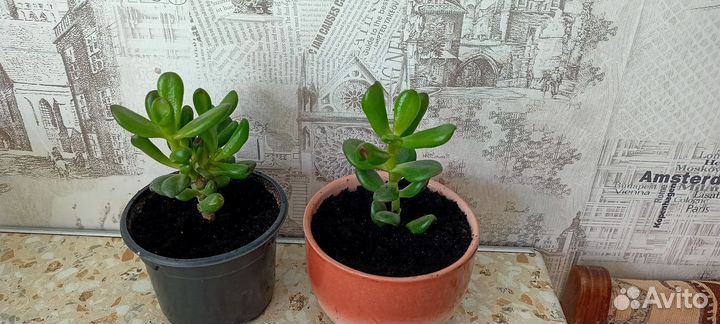 Крассула хоббит,фикус