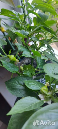 Рассада сладкого перца