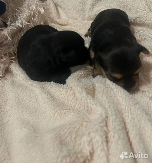 Йоркширский терьер