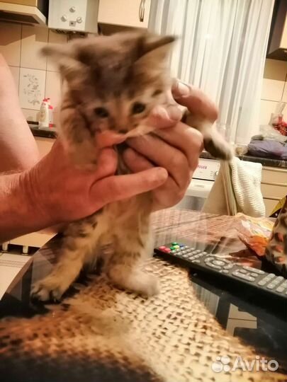 Тайские котята