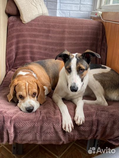 Передержка собак, квартира