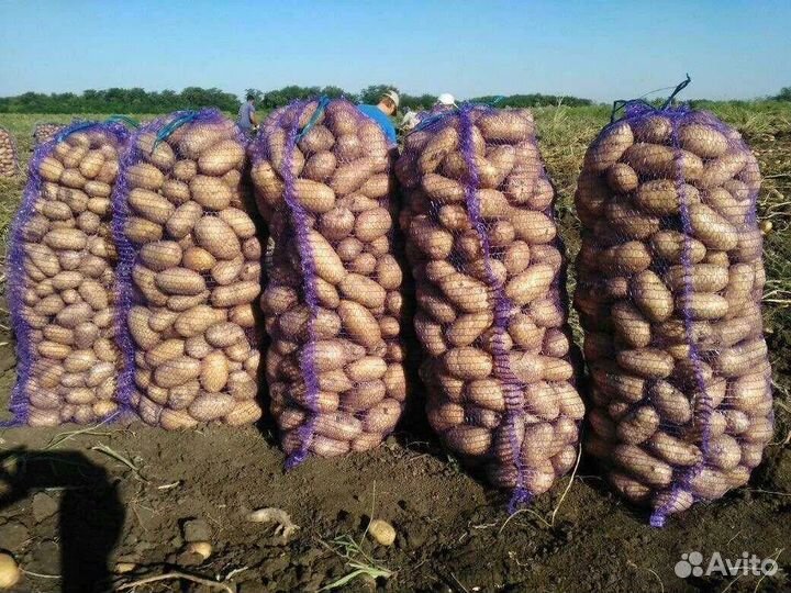 Картофель урожай 2024 опт