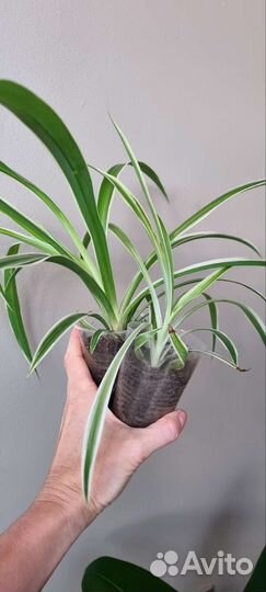 Хлорофитум много