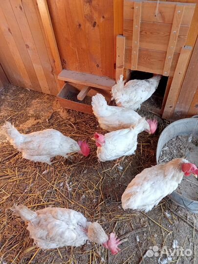 Куры несушки