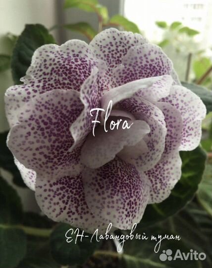 Глоксинии сортовые махровые