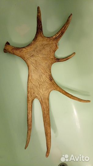 Рога лося