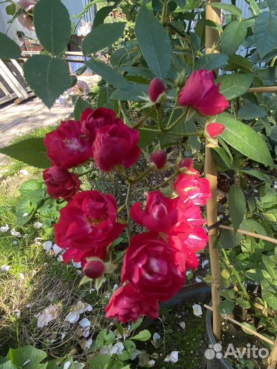 Роза Альберих